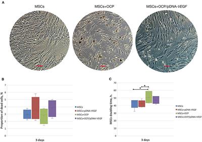 Bringing a Gene-Activated Bone Substitute Into Clinical Practice: From Bench to Bedside